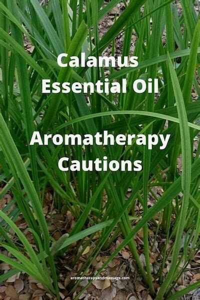 Calamus Essential Oil – Aromatherapy Cautions