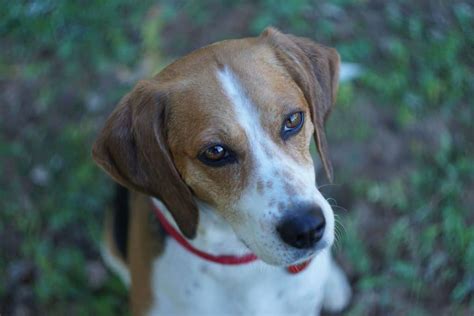 Beagle Mix Breeds - What's New