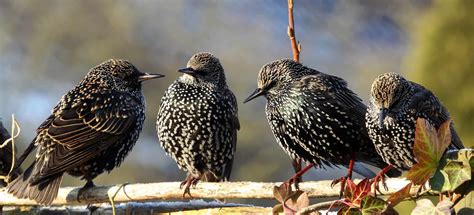 5 Birds That Look Like Starlings: A Guide to Starling Lookalikes