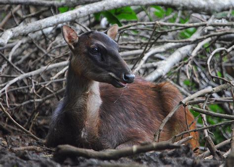 Philippine Sambar Sighted in Marinduque Where It Was Long Thought Extinct