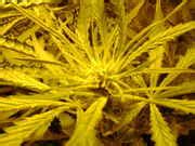 Afghan Kush Specialized (feminized) - [Indoor Coco Fiber 600wHPS] - Grow Journals - Growery ...