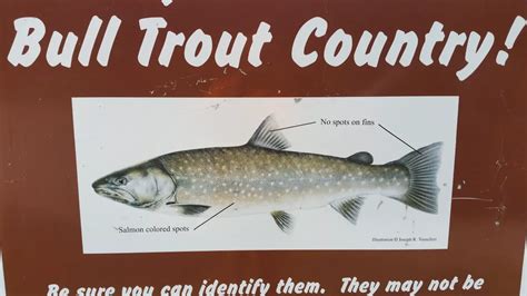 Bull Trout - Facts and Info | Troutster.com