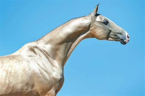 The Ancient Breed of the Akhal-Teke - Young Rider Magazine