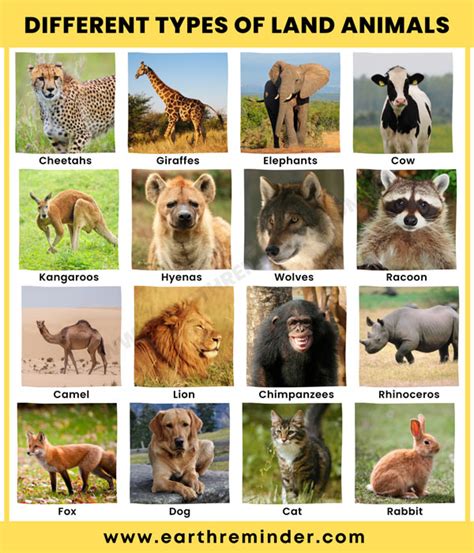 18 Different Types of Land Animals | Earth Reminder