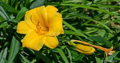 Growing Stella De Oro Daylily: How To Care For Stella De Oro Daylily