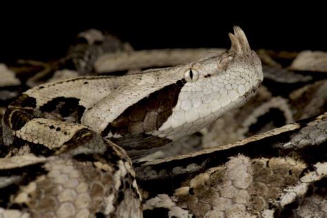 Surviving A Gaboon Viper Bite