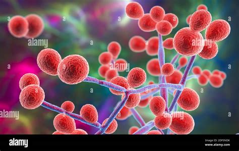 Computer illustration of the yeast and hyphae stages of Candida fungi. A yeast-like fungus ...