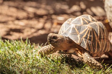 Burmese Star Tortoise