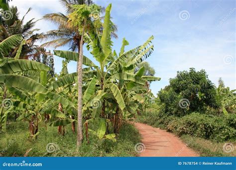 Banana Plantation Stock Images - Image: 7678754