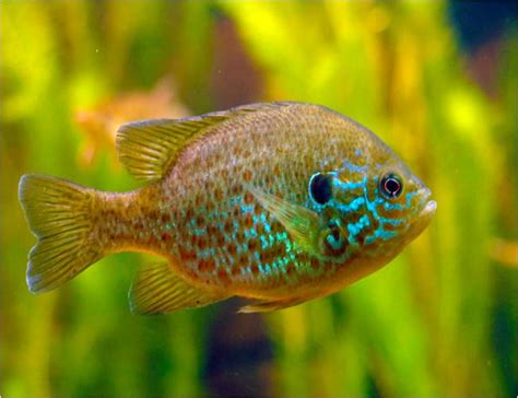 Sunfish Pumpkinseed Gamefish | Arizona Aquatic Gardens