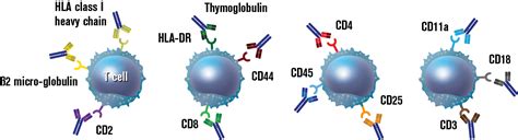 Mechanism of Action (MOA) | Thymoglobulin® [Anti-thymocyte Globulin (Rabbit)]