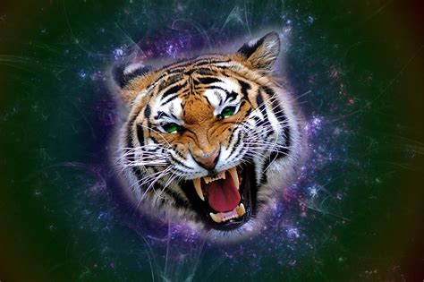 🔥 [90+] Angry Tiger Eyes Wallpapers | WallpaperSafari