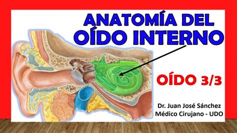 🥇 OÍDO 3/3. Anatomía del OÍDO INTERNO. Fácil, Rápida y Sencilla - YouTube