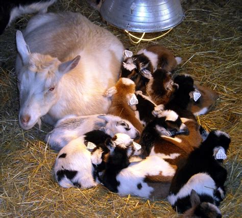 Buffalo Creek Farm and Creamery, LLC: Nigerian Dwarf Goats 2012 Kids