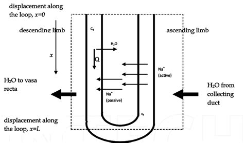 Schematic diagram of the loop of Henle. | Download Scientific Diagram