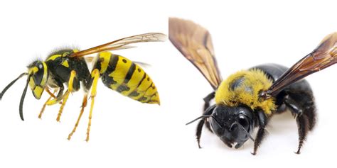 The Different Types Of Bees And Wasps – Bayswater Pest Control – Medium