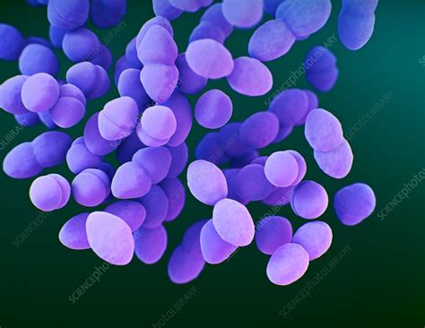 Enterococci bacteria, illustration - Stock Image - F028/0201 - Science Photo Library