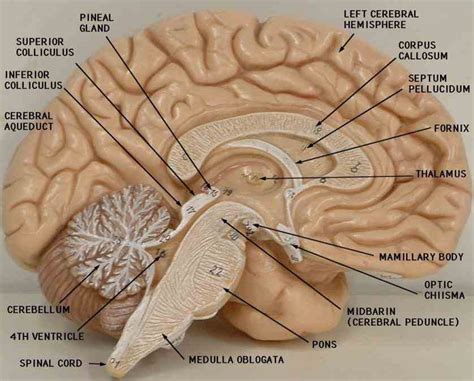 Labeled Diagram Of Sheep Skin | MedicineBTG.com