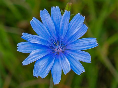 A Guide to North Carolina’s Blue Wildflowers – Nature Blog Network