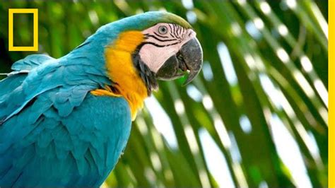 Why Are Wild Parrots Disappearing in Miami? | Short Film Showcase - YouTube