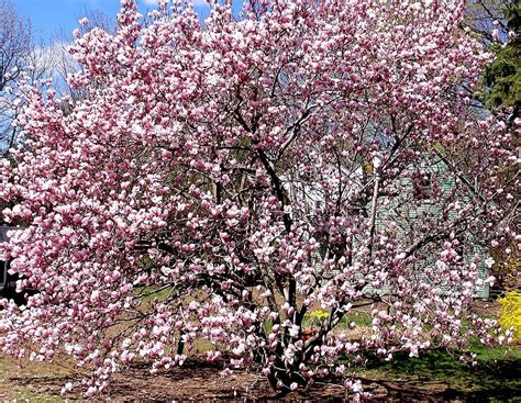 Trimming A Magnolia Tree – Tips For Pruning Magnolia Trees