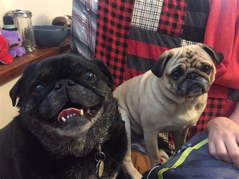 The pugs finally meet! Zoey (black) and Zero (fawn) : pugs