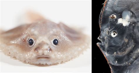 Photos Of Newly Discovered Deep-Sea Creatures Living In The Remote Ocean - TrendRadars