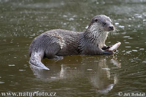 Compañeros de viaje: Nutria euroasiática (Lutra lutra)