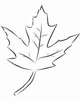 16 maple Leaves coloring Page sketch template