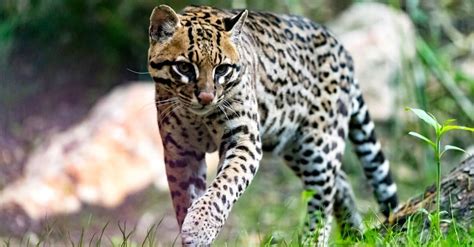 Do Ocelots Make Good Pets? - A-Z Animals