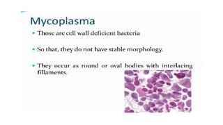 Bacteria and mollicutes | PPT