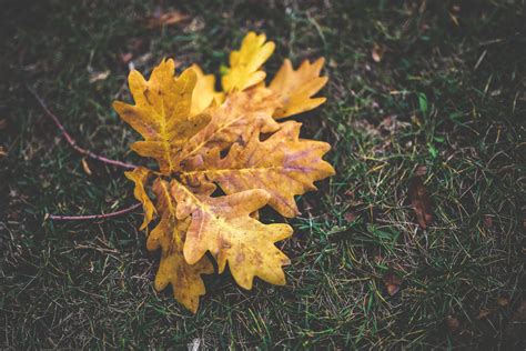 Autumn leaves of an oak · Free Stock Photo