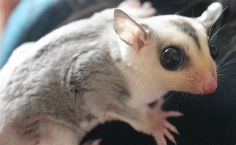 Sugar glider, Breeds, Pets