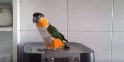 The Dancing Irish Parrot Will Bring A Smile To Your Face