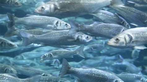 The Rise in Aquaculture and Its Benefit