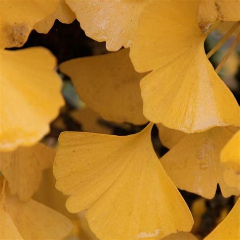 Autumn Gold Ginkgo Tree – New Blooms Nursery