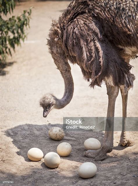 Burung Unta Jantan Dengan Telur Foto Stok - Unduh Gambar Sekarang ...