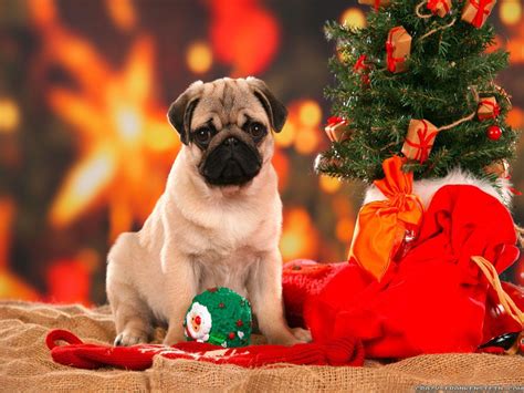 Christmas Puppies Wallpapers - Wallpaper Cave