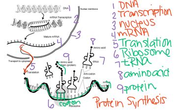 Protein Synthesis Diagram | Educreations