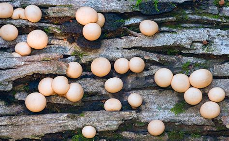 Puffball Mushrooms - Prairie Garden Trust