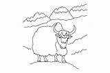 Yak Coloring Page  Per Il Taglio SVG Di Creative Fabrica Crafts sketch template
