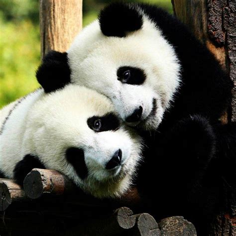 Panda Wallpapers Love - Wallpaper Cave