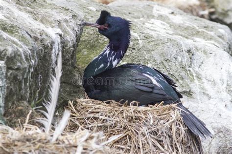 Pelagic Cormorant Sitting in a Nest in the Stock Photo - Image of ...