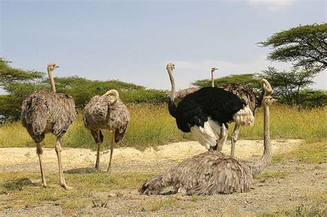 The largest park of ethiopian gambella national park wildlife safari ...