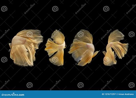 Another pose stock image. Image of paddies, betta, ditches - 137671297