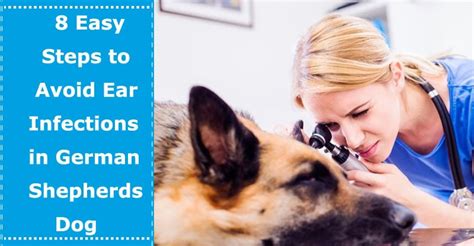 8 Easy Steps to Avoid Ear Infections in German Shepherds Dog - PetXU