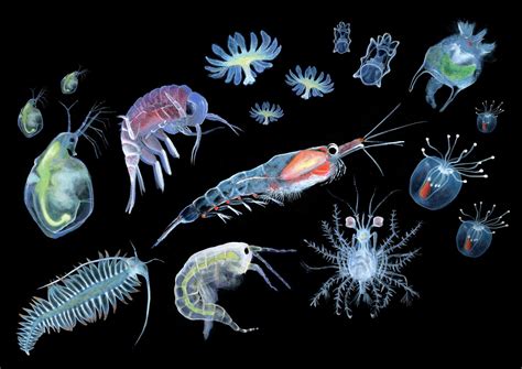 ILLUSTRACIENCIA: Plankton: small organisms of big importance - Sanja Zamuda