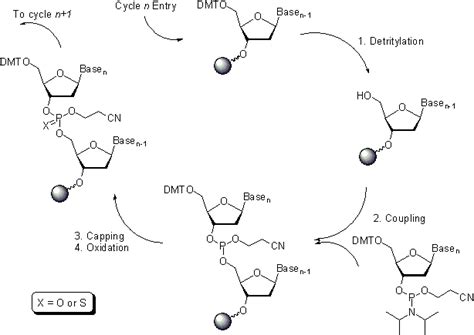 7.13D: Synthesizing DNA - Biology LibreTexts