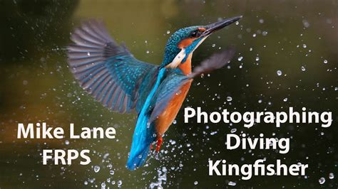 Kingfisher Diving