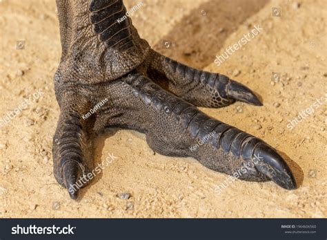 417 Emu foot Images, Stock Photos & Vectors | Shutterstock